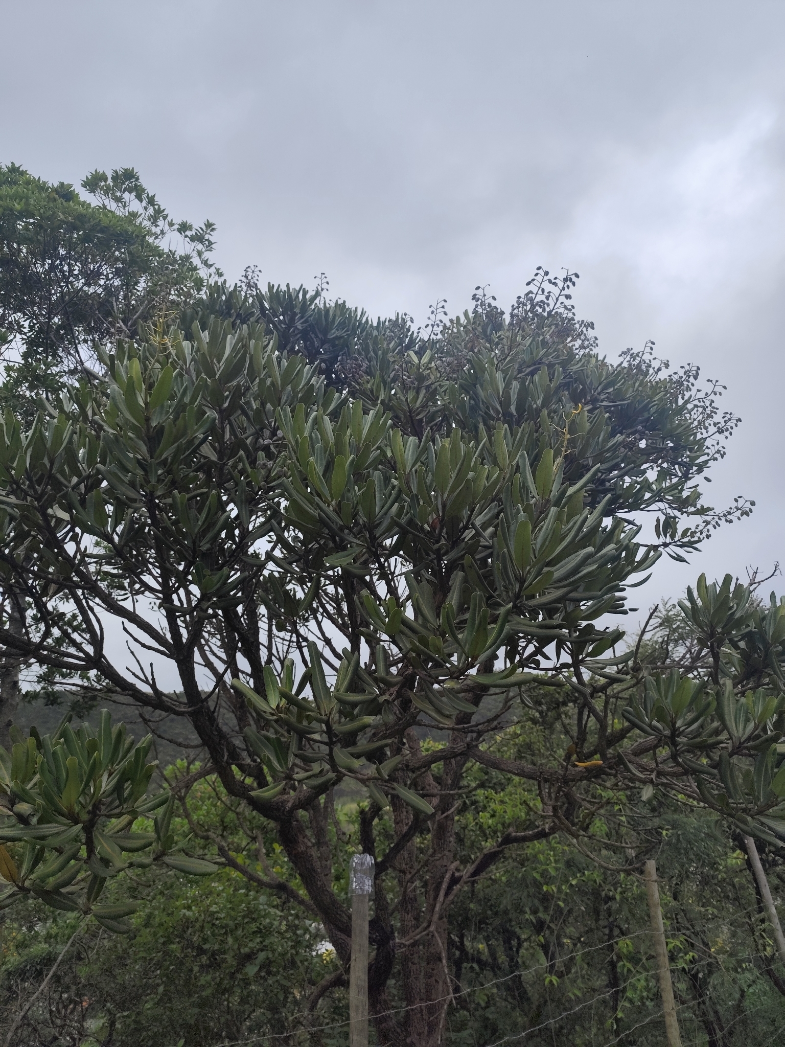 Vochysia thyrsoidea