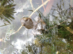 Lithobates tarahumarae