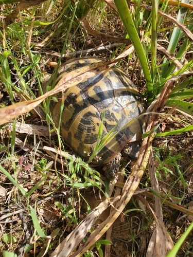 Testudo hermanni