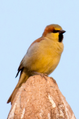 Passer flaveolus
