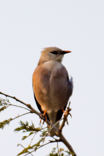 Burmese Myna (Acridotheres burmannicus), photo 8