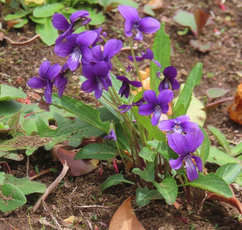 Viola mandshurica (Viola mandshurica)