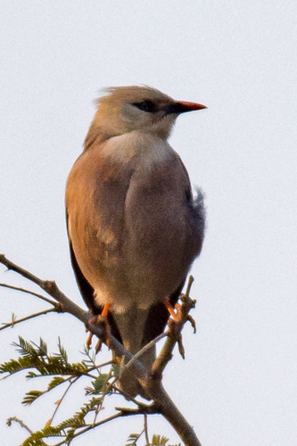 Burmese Myna (Acridotheres burmannicus), photo 7