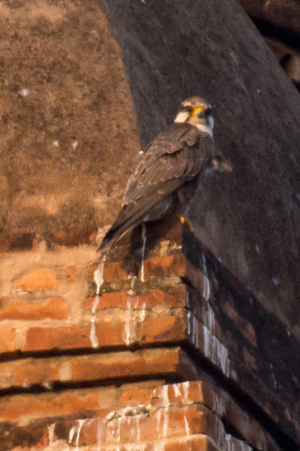 Laggar Falcon (Falco jugger), photo 8