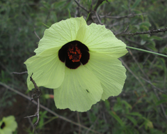 Hibiscus caesius