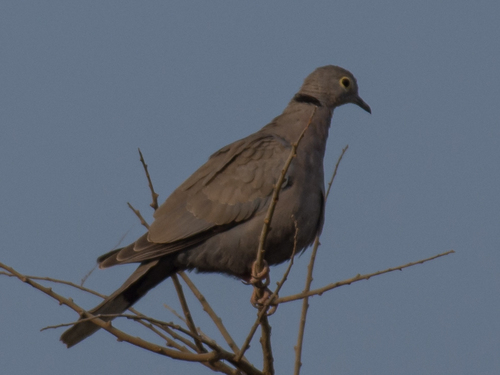 Burmese Collared Dove (Streptopelia xanthocycla)