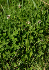 Plantago lanceolata