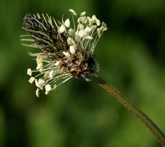 Plantago lanceolata