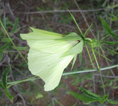 Hibiscus caesius