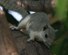 Callosciurus pygerythrus