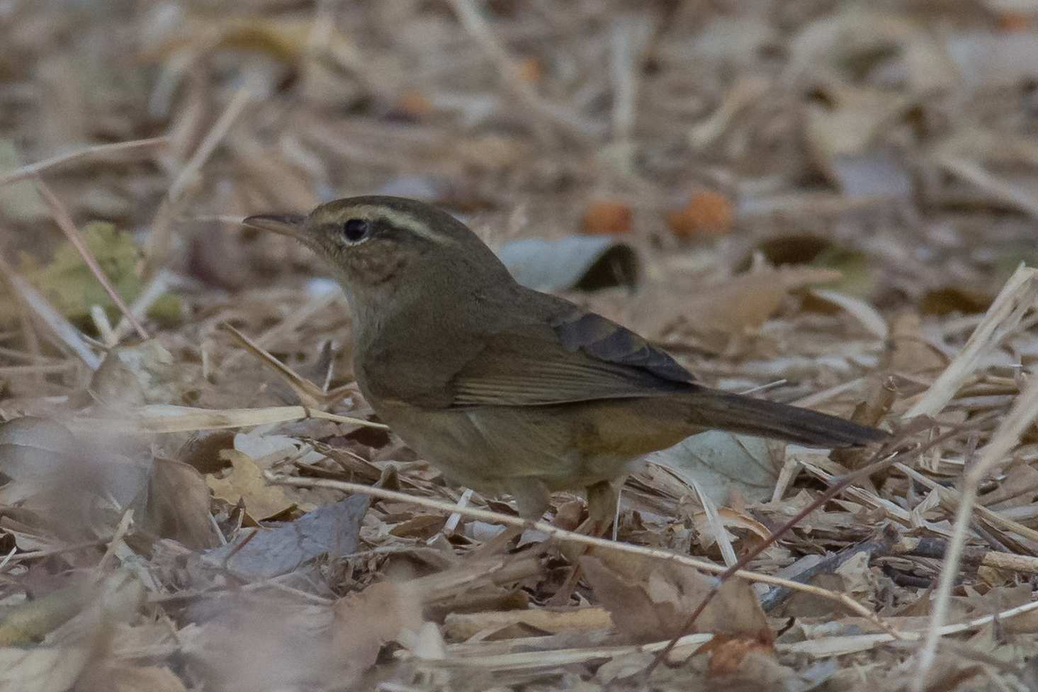 Yellow-streaked Warbler