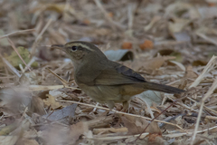 Phylloscopus armandii