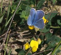 Polyommatus icarus