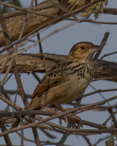 Burmese Bush Lark (Plocealauda microptera), photo 6