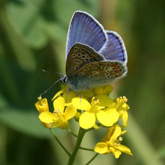 Polyommatus icarus