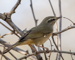 Phylloscopus armandii