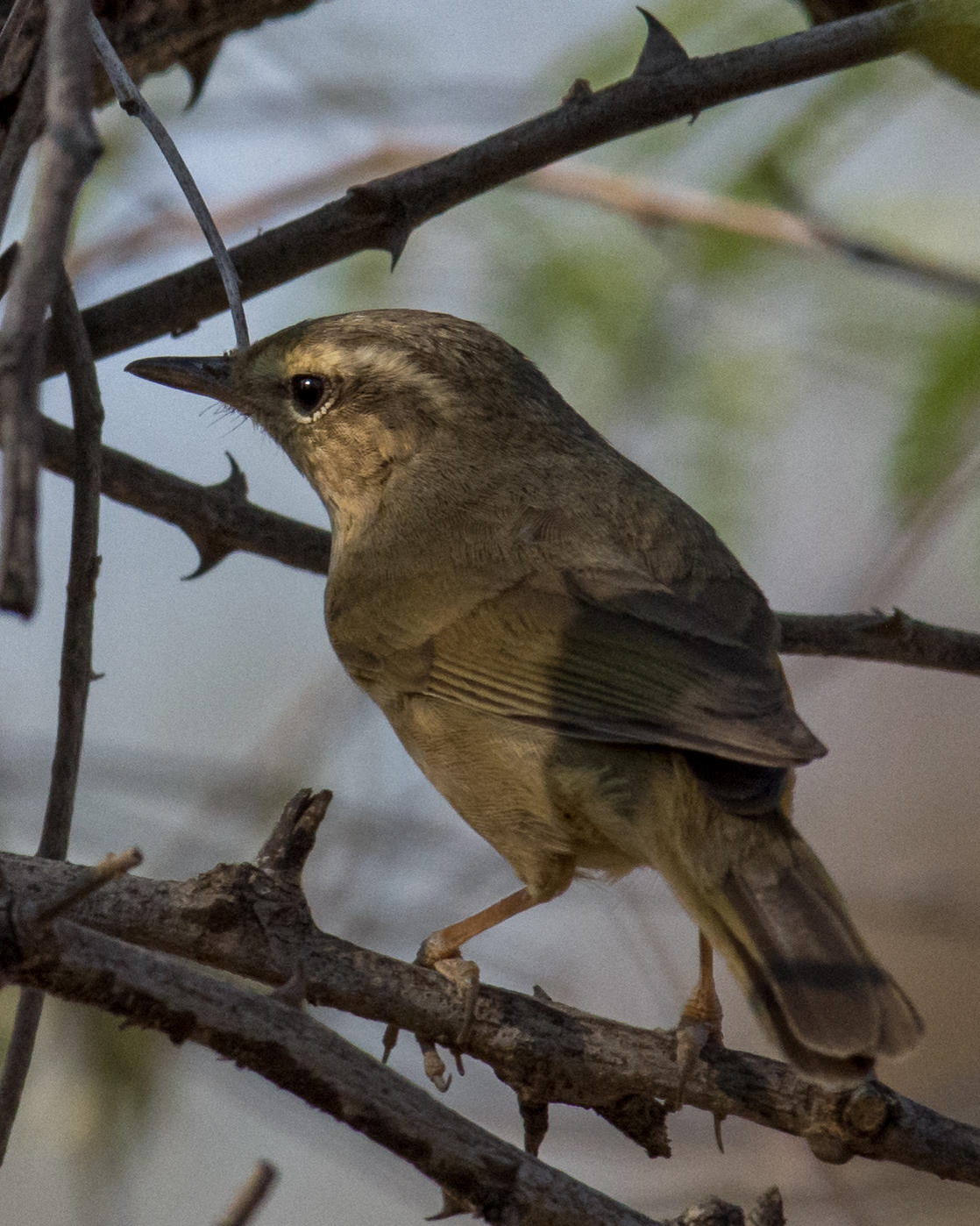 Yellow-streaked Warbler illustration