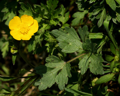 Ranunculus repens