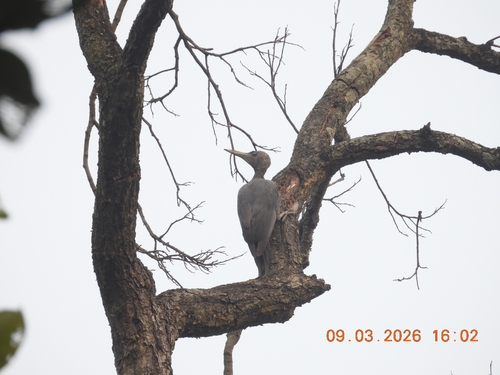 Great Slaty Woodpecker
