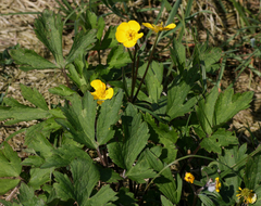 Ranunculus repens
