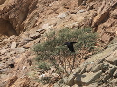 Corvus ruficollis