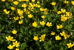 Ranunculus repens