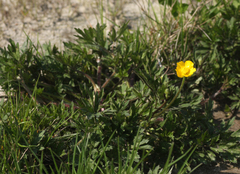 Ranunculus repens