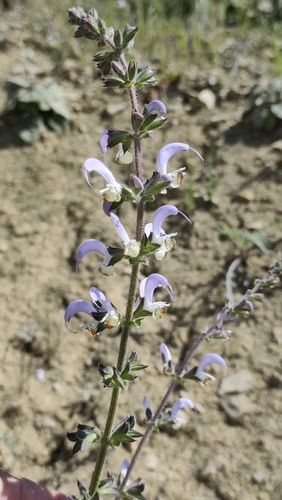 Salvia veneris