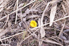 Tussilago farfara