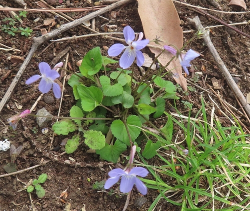 Creeping Korean Violet (Viola grypoceras)