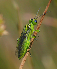 Rhogogaster chlorosoma
