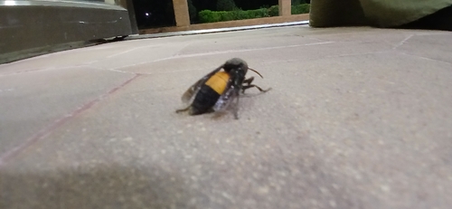 Lesser Banded Hornet