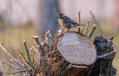 Turdus iliacus