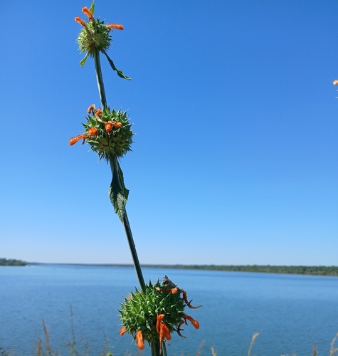 lion's ear