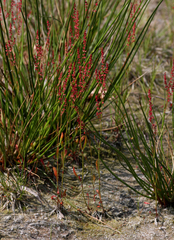Rumex