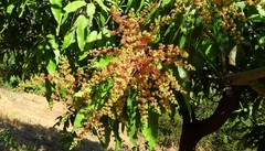 Mangifera indica