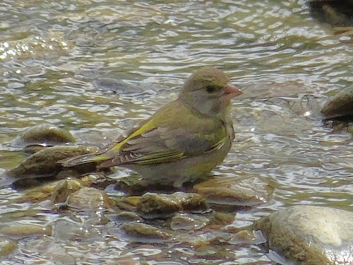 Avistamiento Chloris chloris