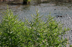 Rumex palustris