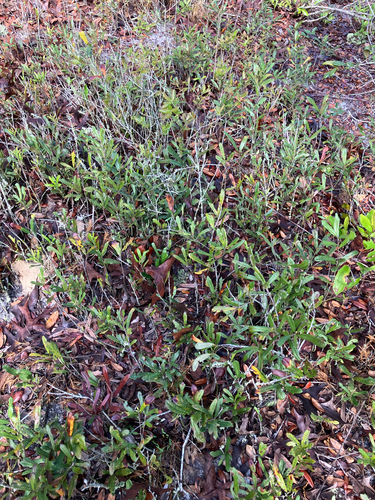 dwarf live oak (Quercus minima)