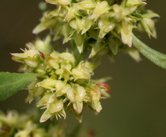 Rumex palustris