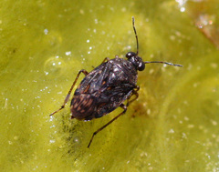Saldula saltatoria