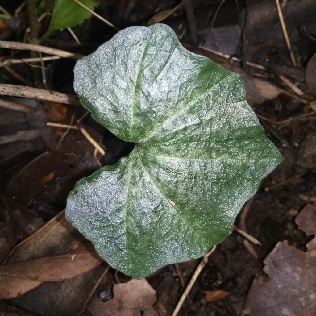 Nervilia punctata (Nervilia punctata)