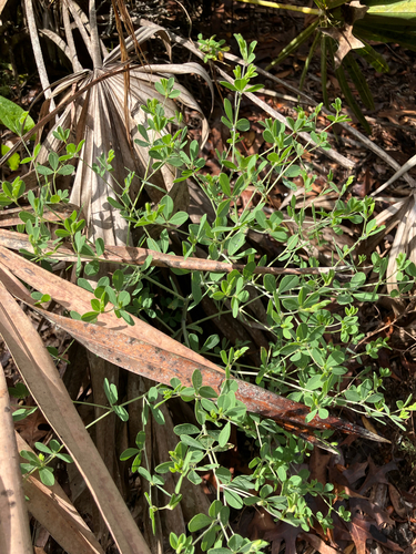 Pineland Wild Indigo (Baptisia lecontei)