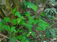 Acer caudatifolium