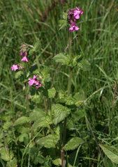 Silene dioica