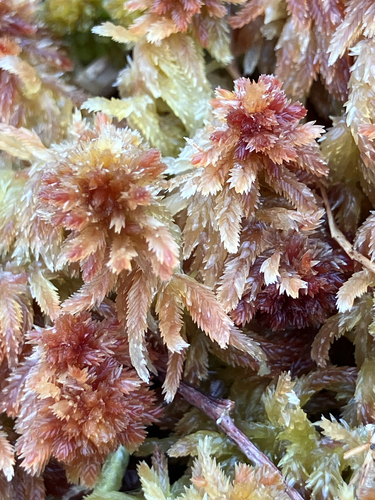 Five-ranked Bogmoss (Sphagnum quinquefarium)