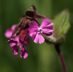 Silene dioica