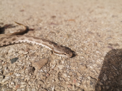 Lataste's Viper
