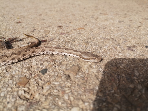 Lataste's Viper