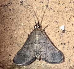 Piletocera macroperalis